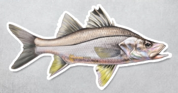 Adesivo Personalizado Peixe - Robalo 24 x 12,5cm